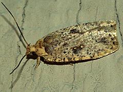 Grass Miner Moth